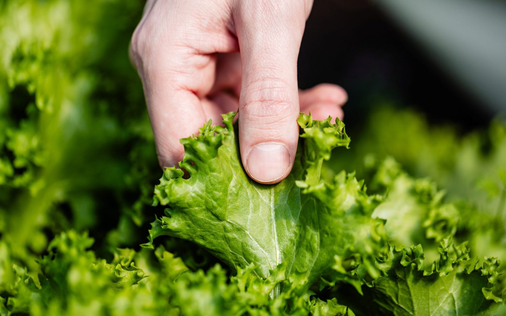 Where the earth, meets the sea